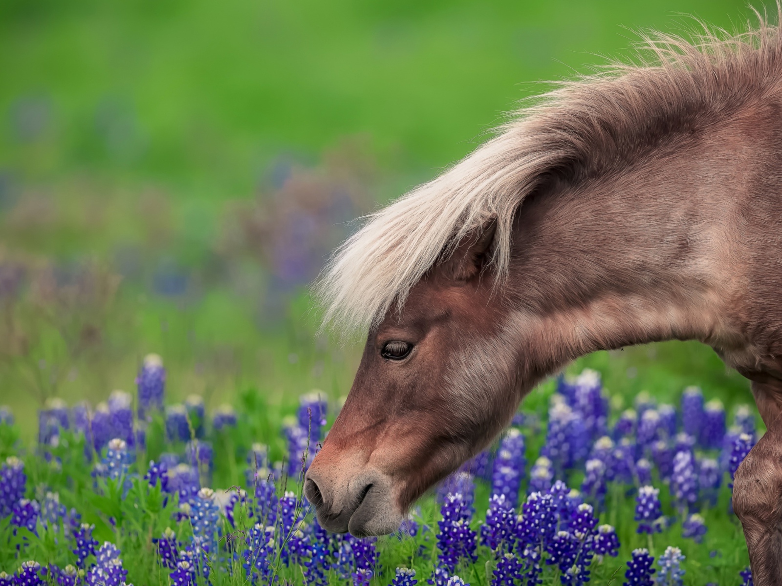 Коричневая лошадь гуляет по полю с синими цветами
