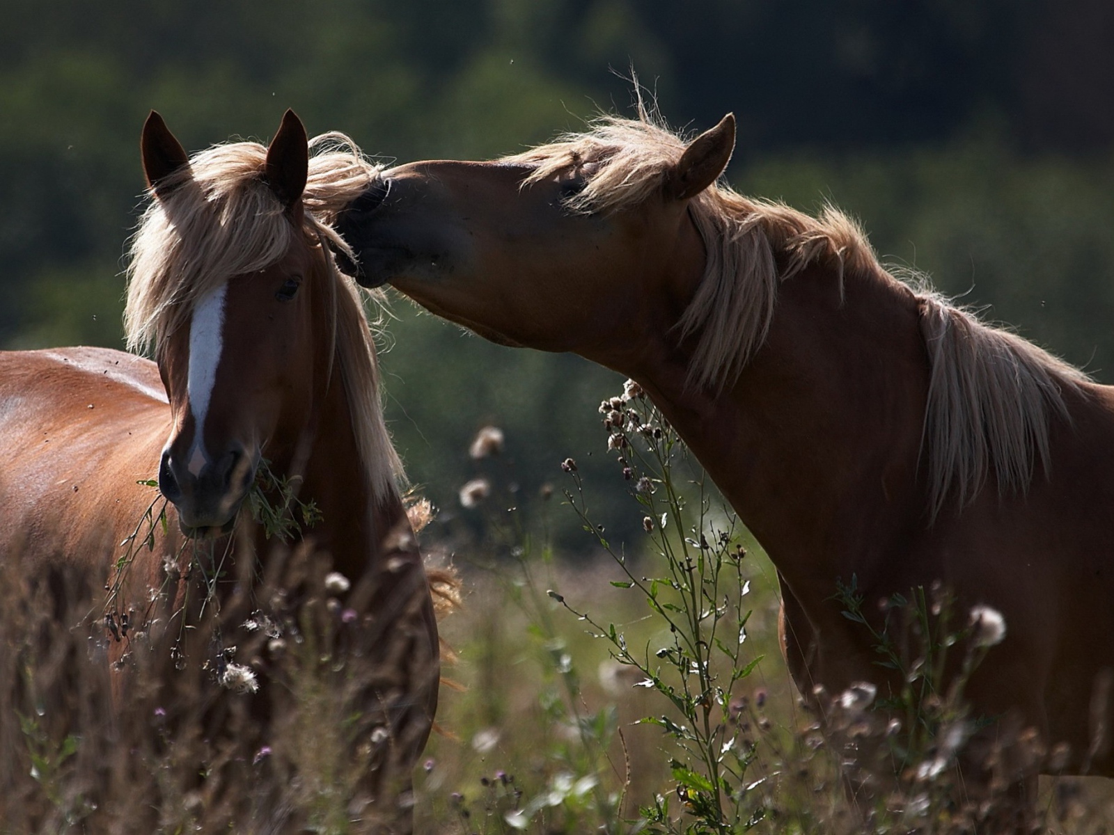 Пара влюбленных коричневых лошадей 