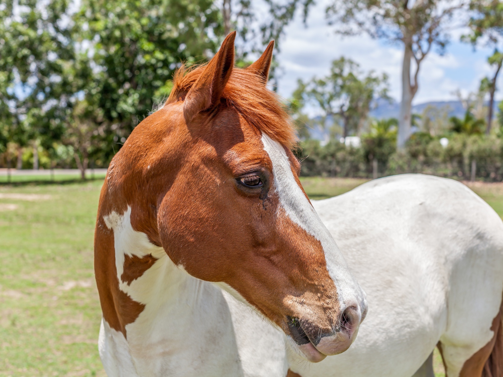 Бело -коричневая лошадь на ферме
