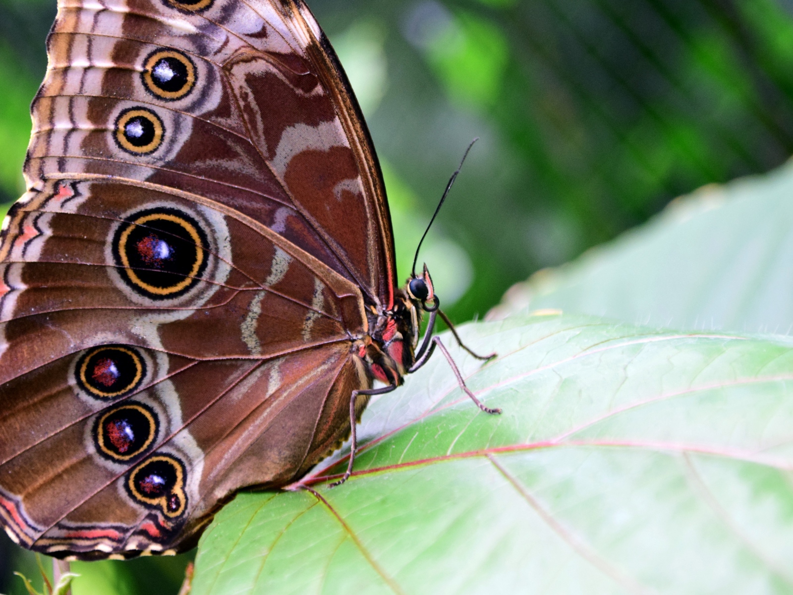 Красивая бабочка Морфо Пелеида на листе 