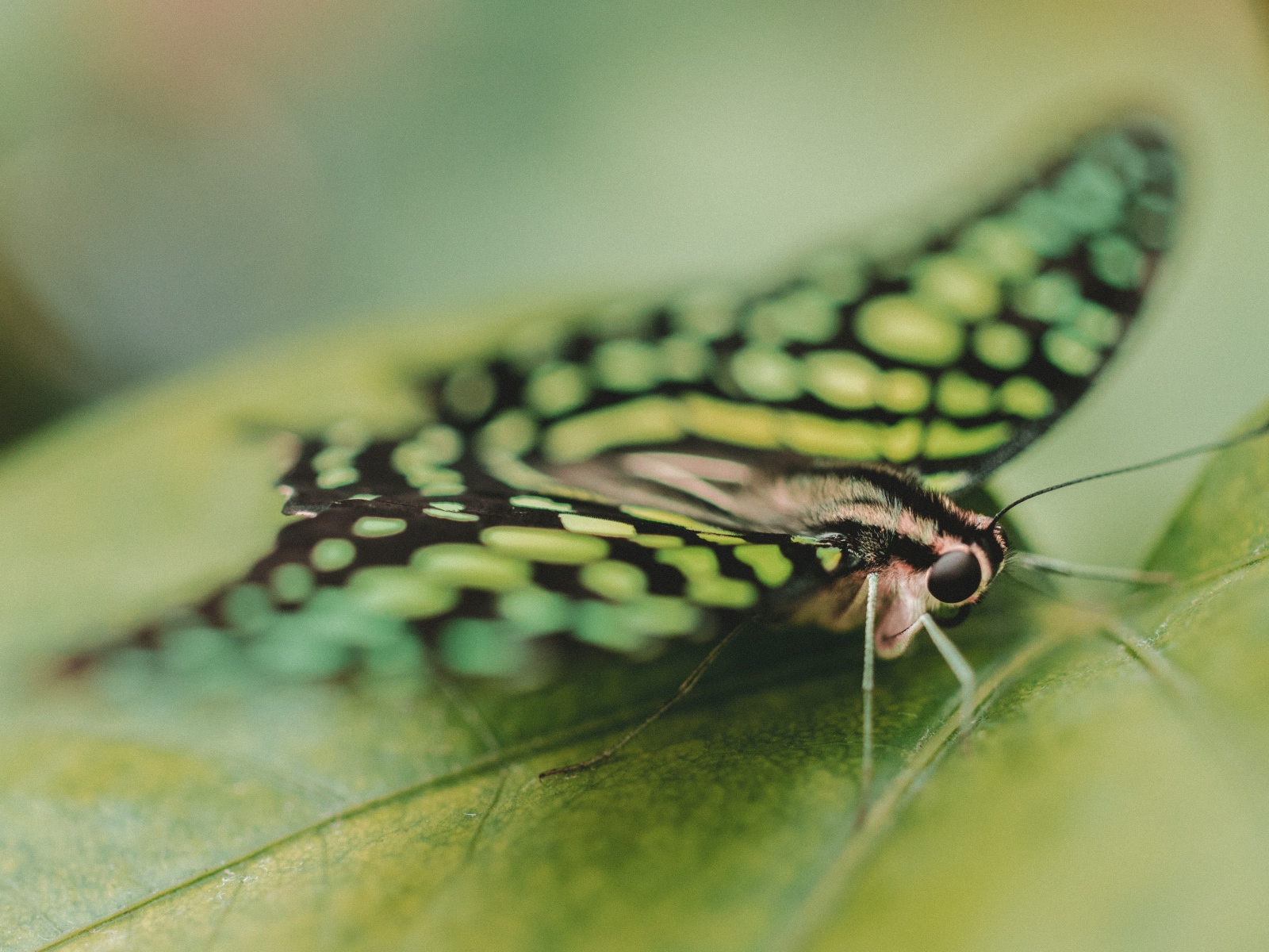 Красивая бабочка сидит на зеленом листе