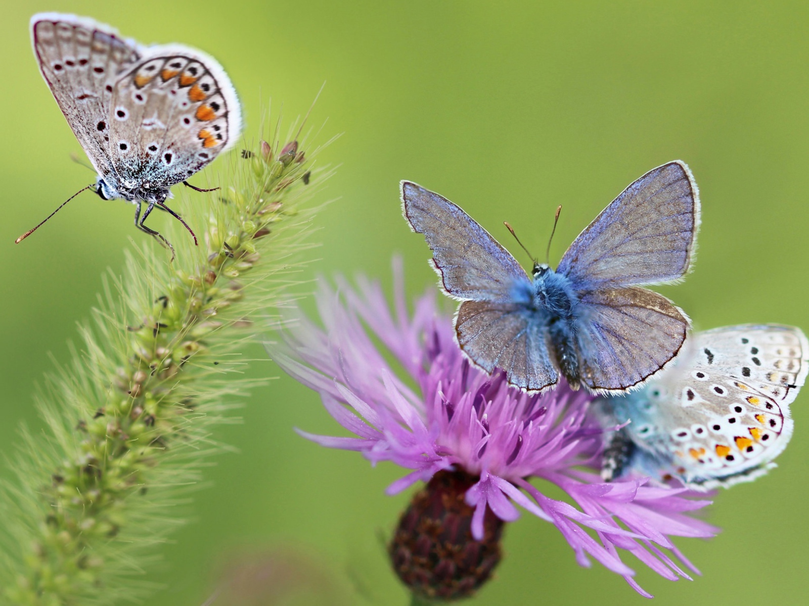 Синие бабочки на розовом цветке 