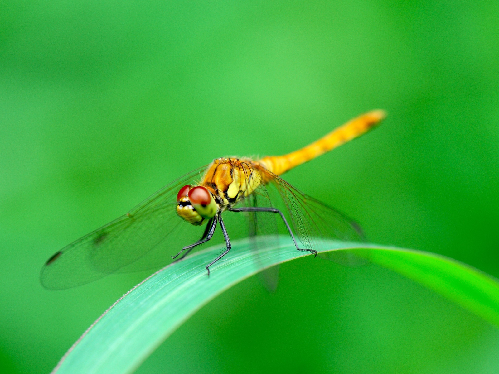 Стрекоза сидит на зеленом листе фото крупным планом