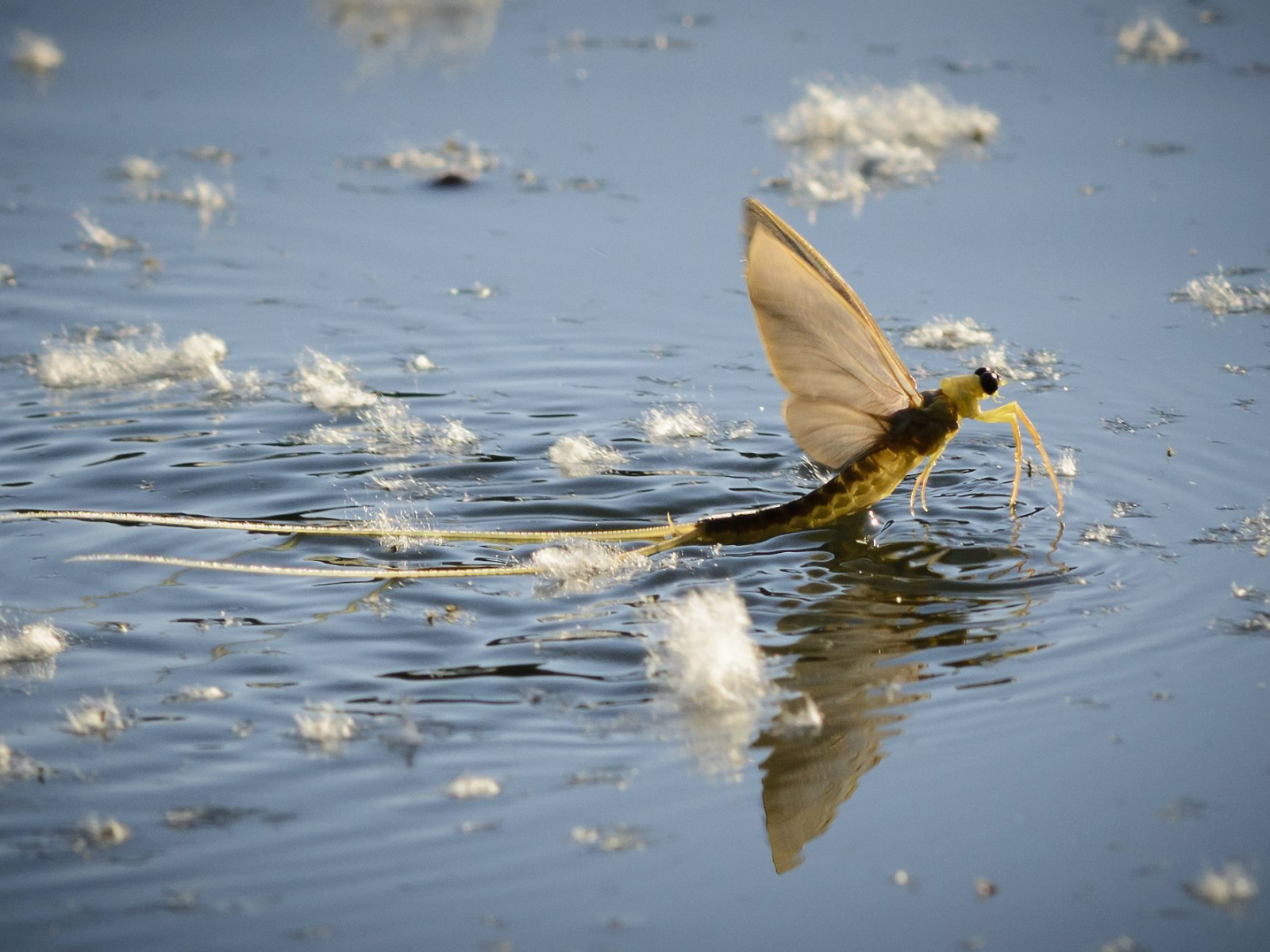 Насекомое Палингения длиннохвостая в воде 