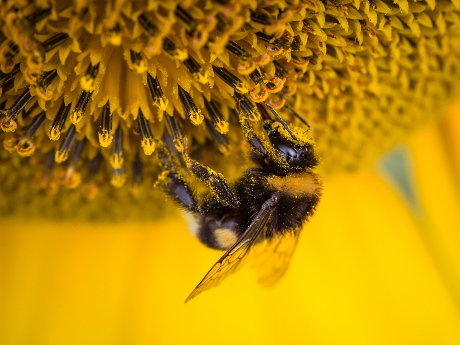 Маленькая пчела на подсолнухе 