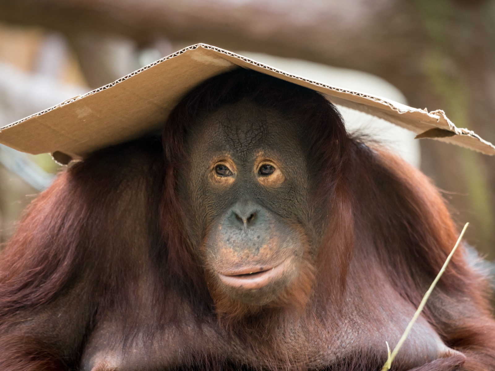 Большой орангутанг сидит с куском картона на голове