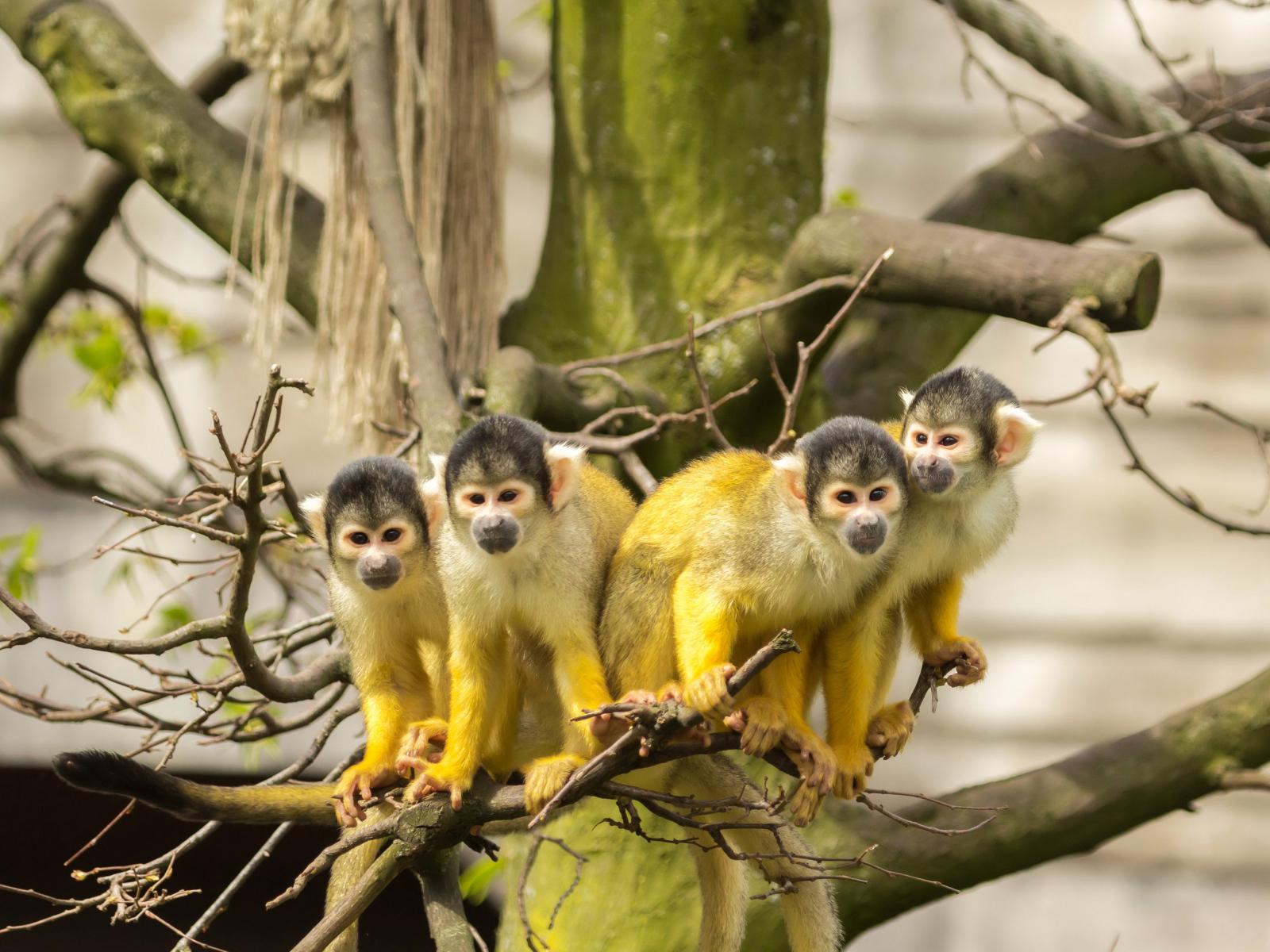 Четыре обезьянки породы Саймири на ветке