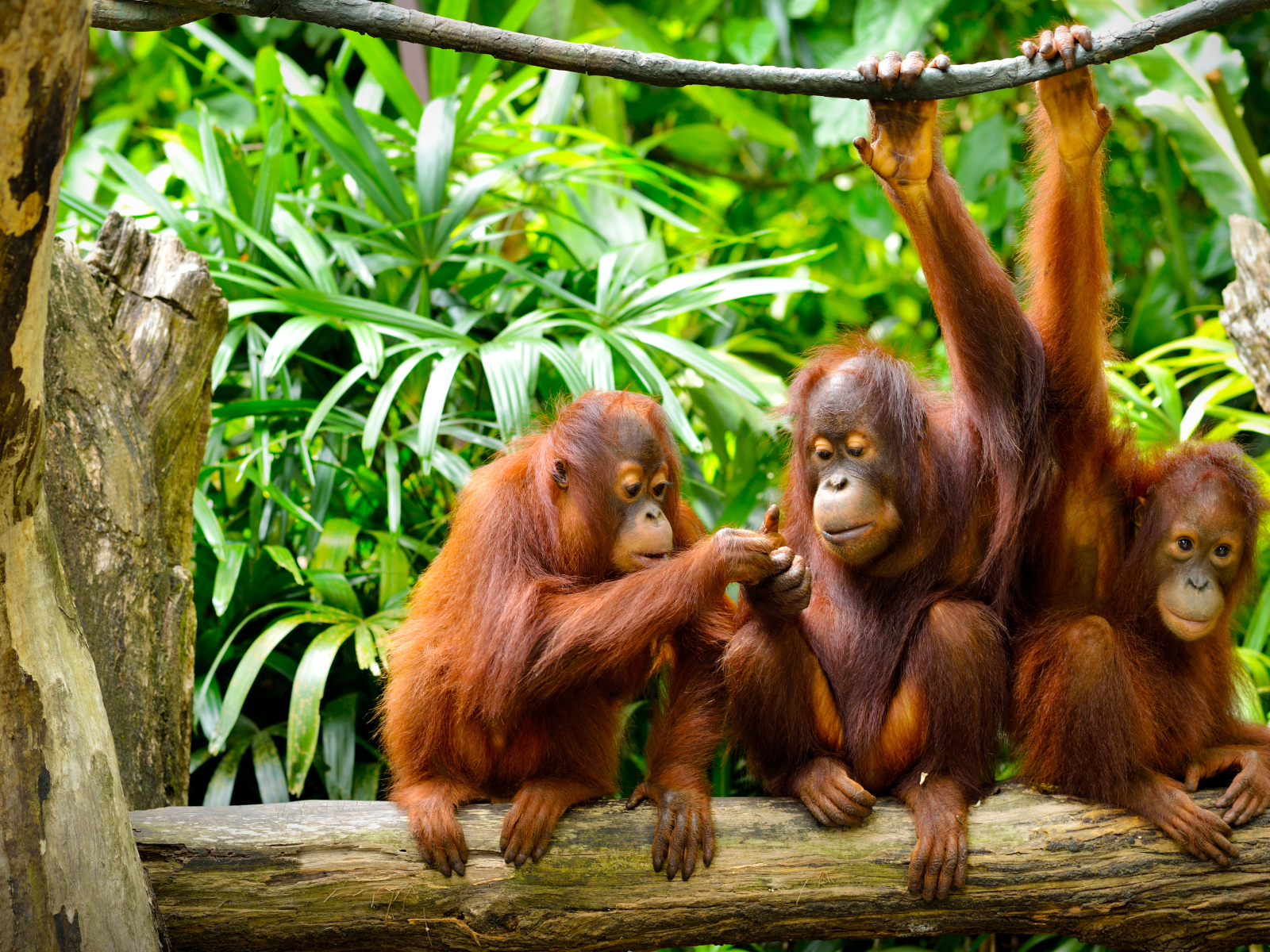 Семья орангутангов сидит на ветке
