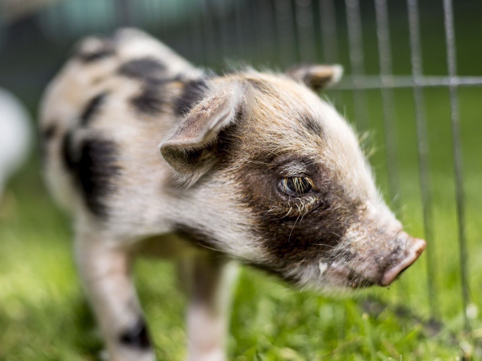 Маленький грустный поросенок 