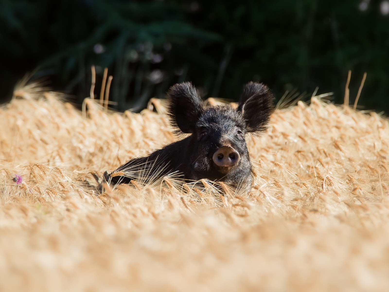 Черный поросенок стоит на поле пшеницы