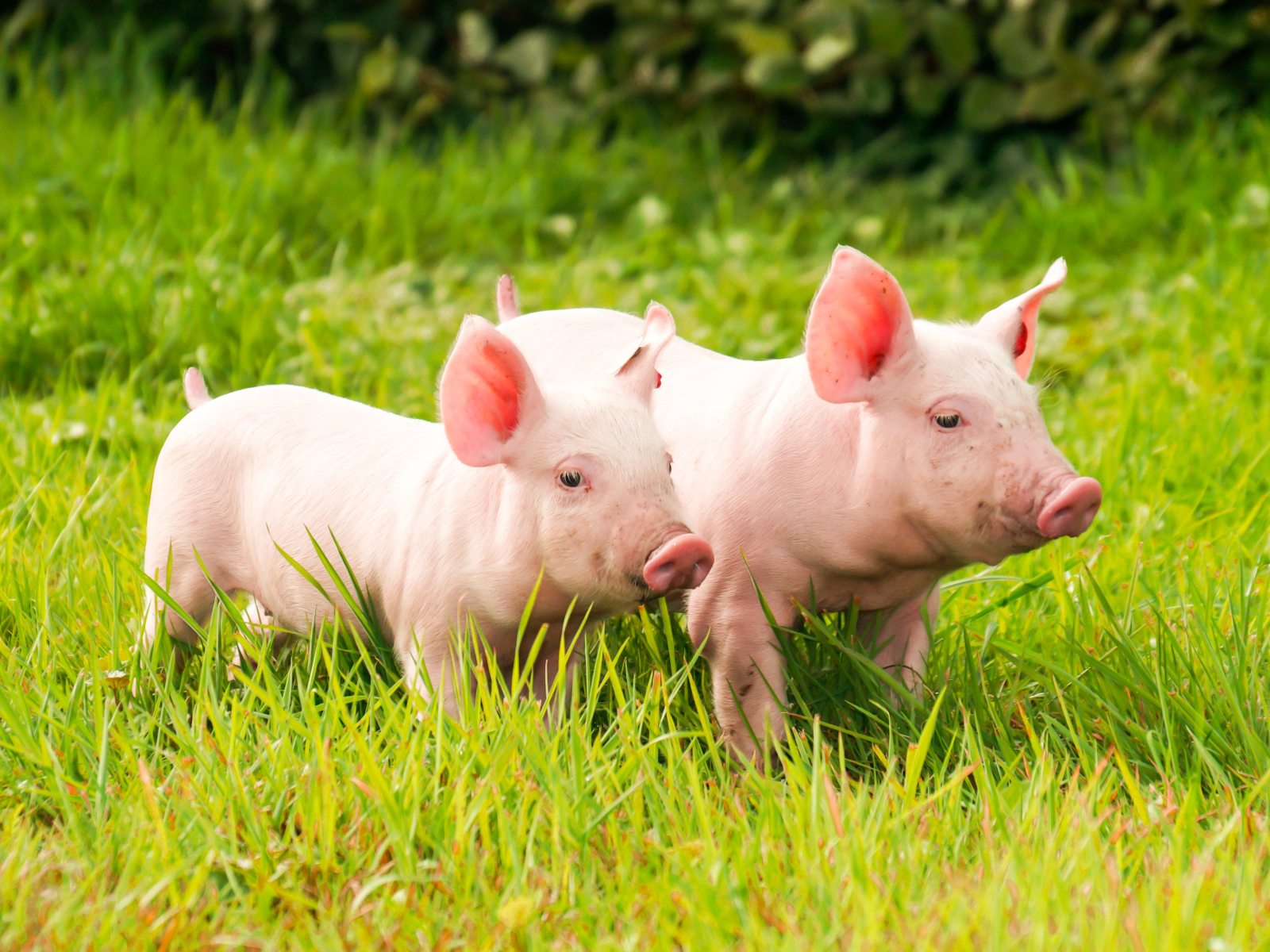 Два домашних розовых поросенка гуляют на зеленой траве