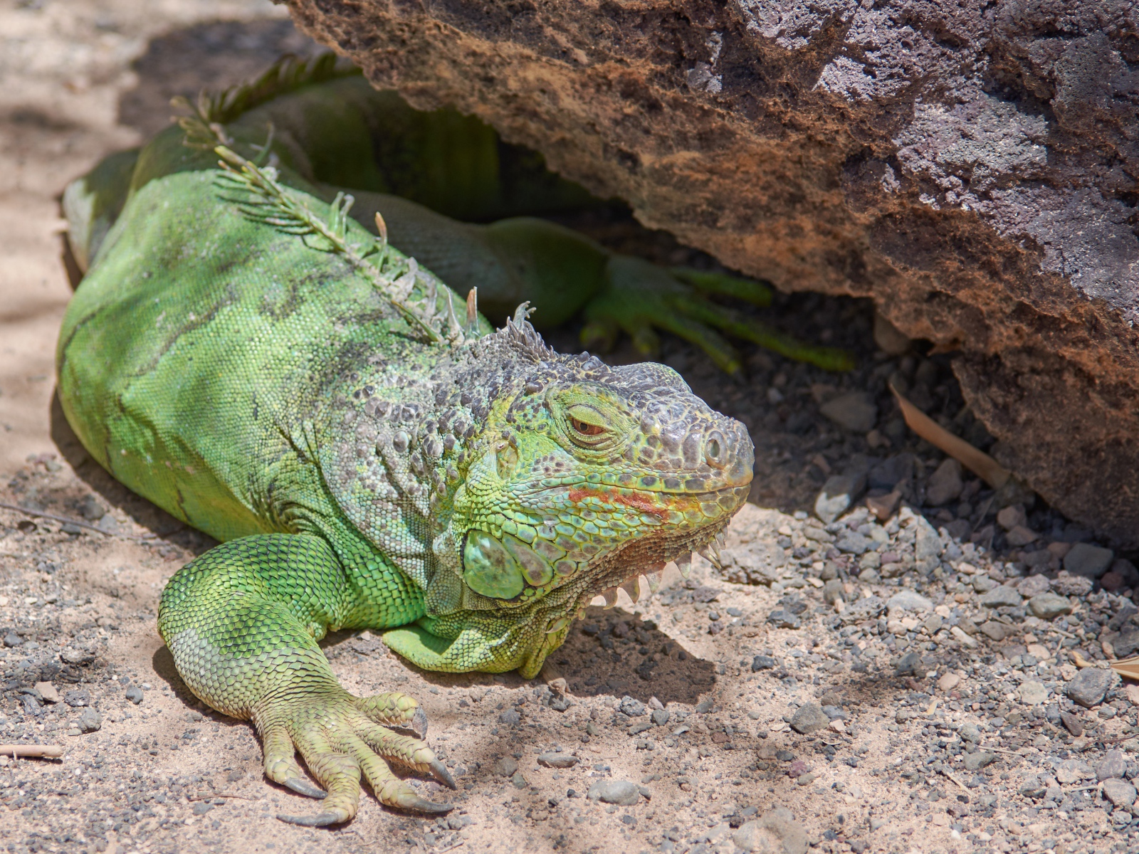 Большая зеленая игуана отдыхает на солнце