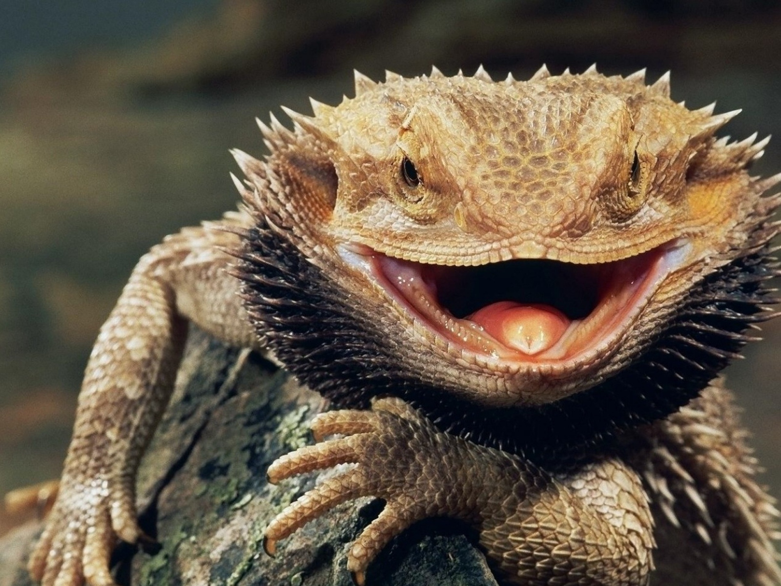 Бородатая ящерица с открытым ртом