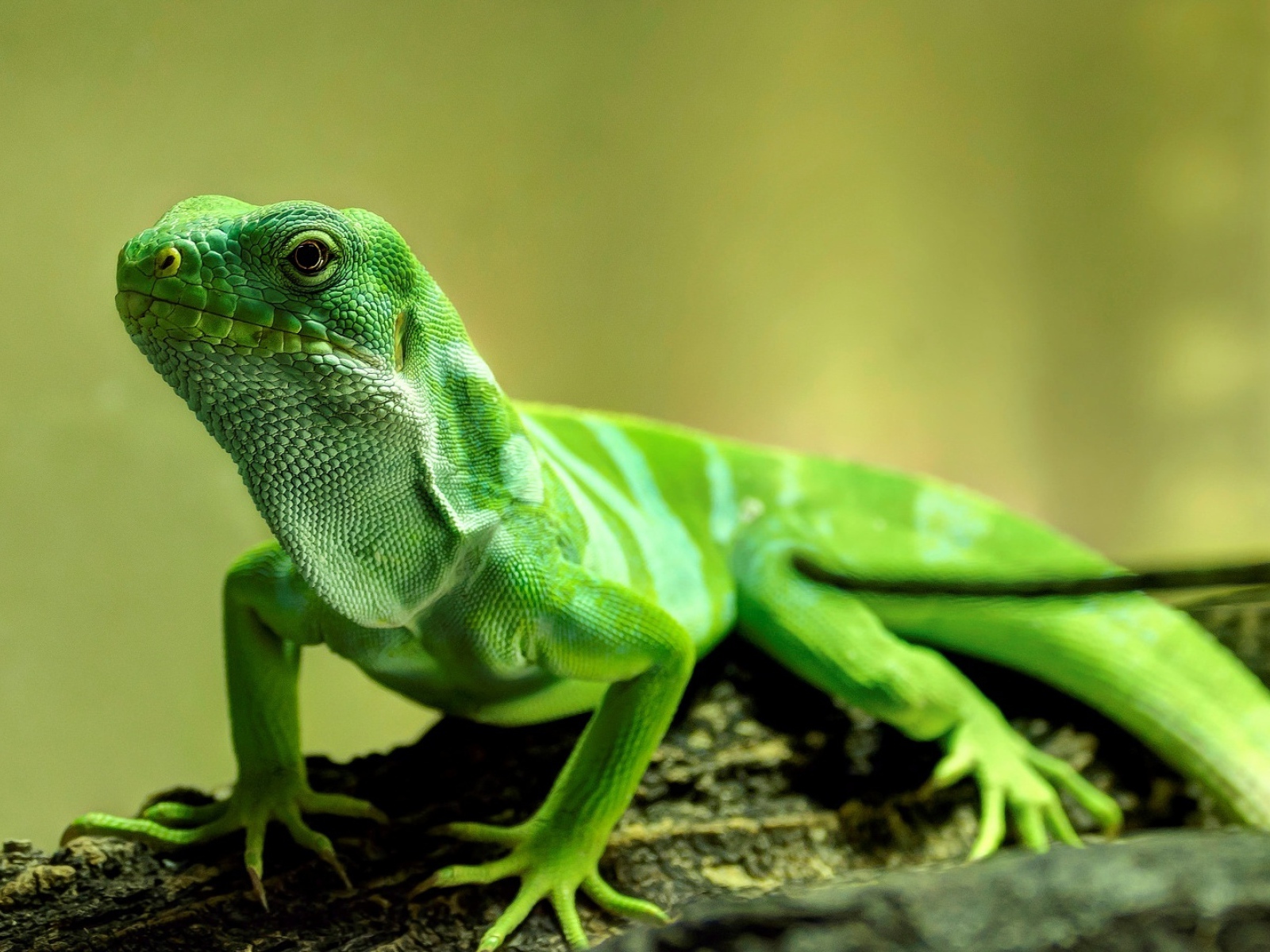 Красивая зеленая ящерица крупным планом 