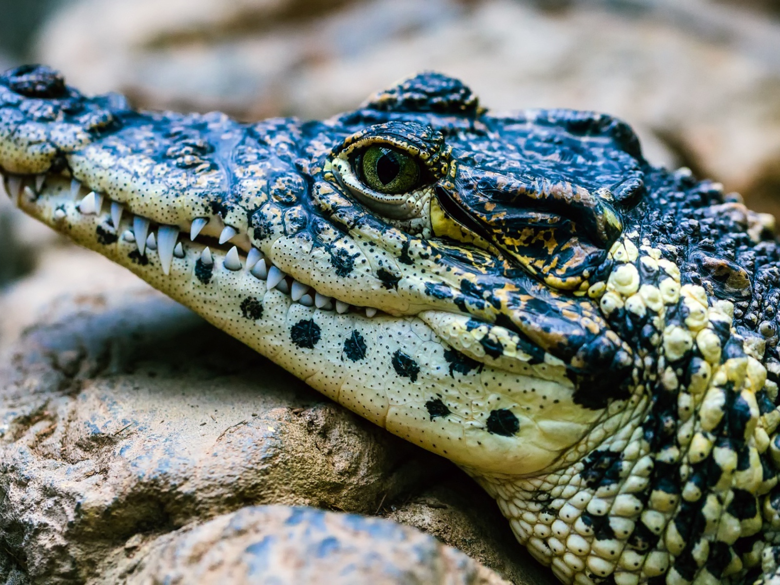 Крокодил отдыхает на камне 