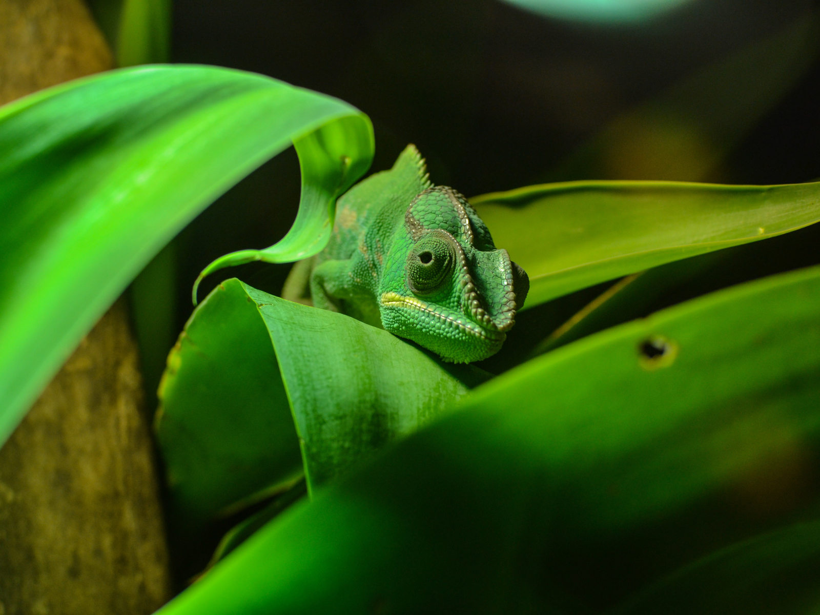 Зеленый хамелеон спрятался в зеленых листьях 