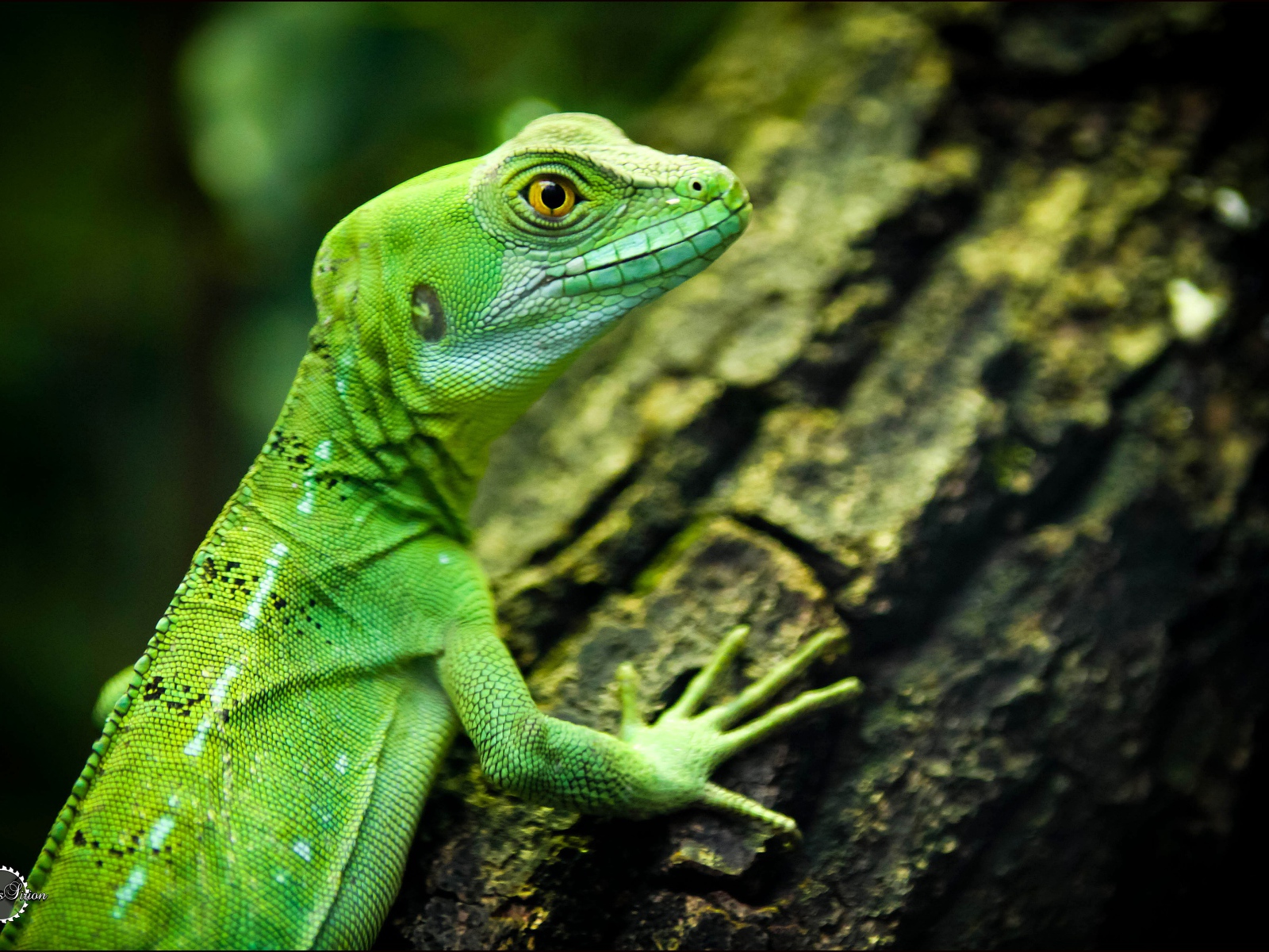 Зеленая ящерица с желтыми глазами на дереве 