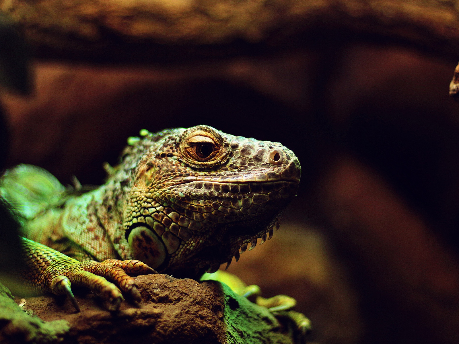 Большая зеленая игуана на камне 
