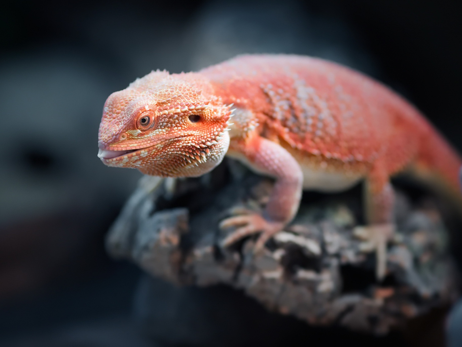 Оранжевая бородатая агама сидит на камне 