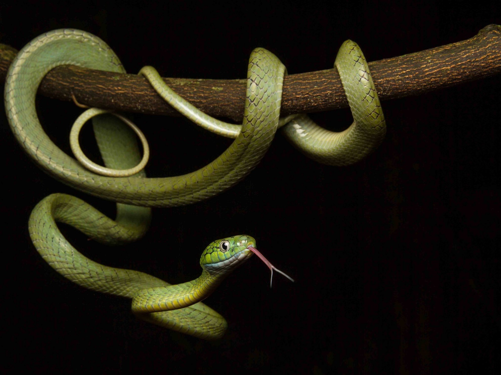 Зеленая змея с высунутым языком обвилась на ветке дерева