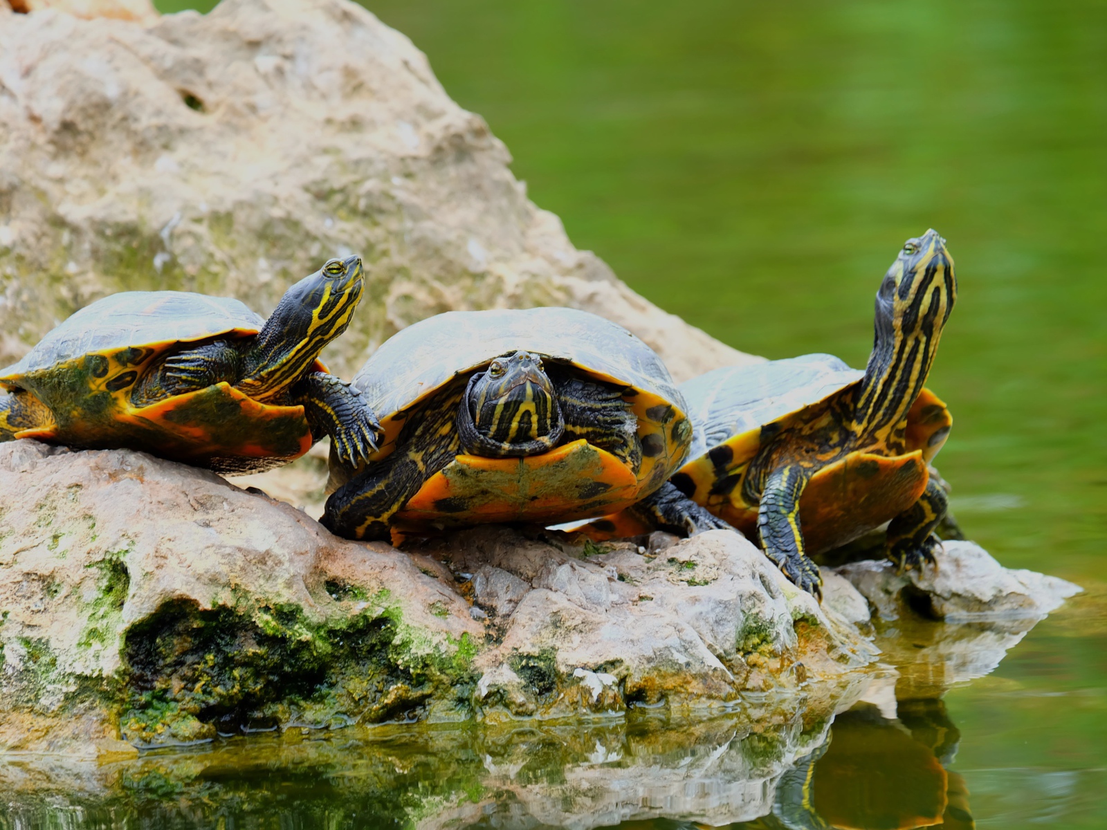 Три черепахи на камне у водоема 