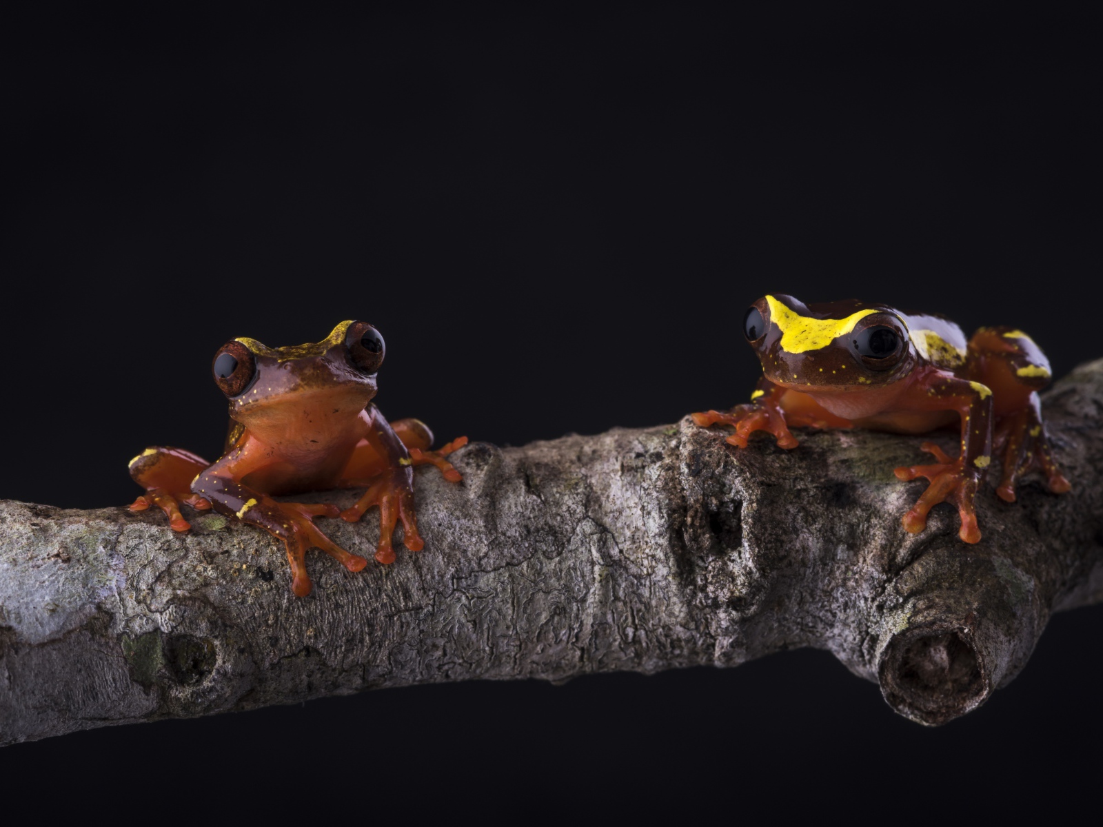 Две маленьких коричневых лягушки сидят на деревянной ветке