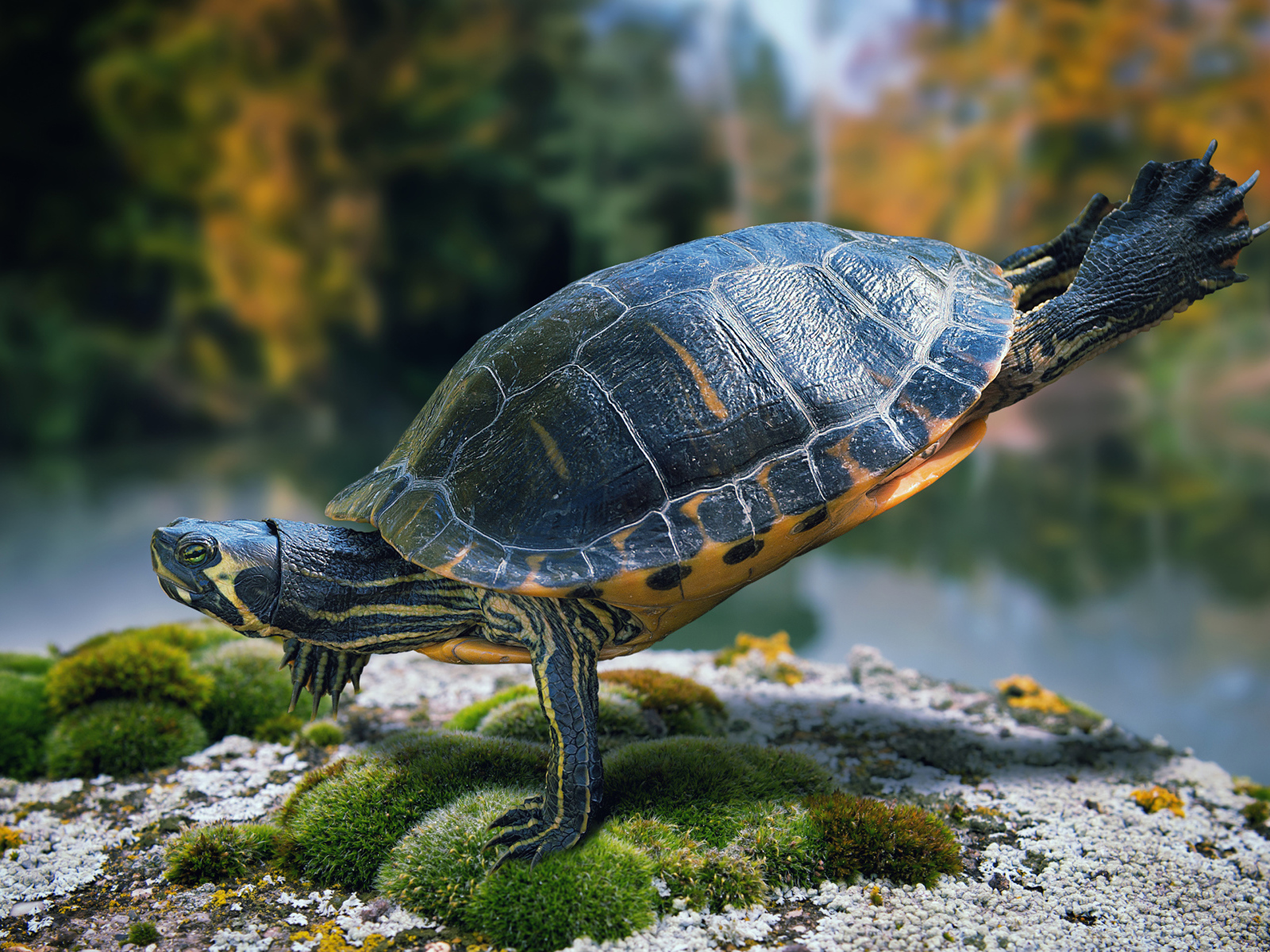 Красивая черепаха делает гимнастику на камне  