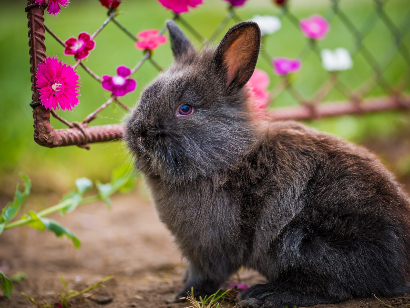 Lovely furry gray decorative rabbit