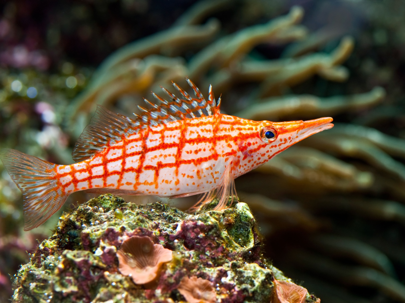 Красивая рыбка Длиннорылый кудрепер под водой