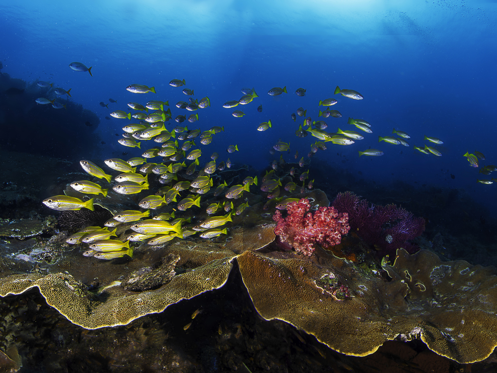 Косяк рыб в живописном подводном мире