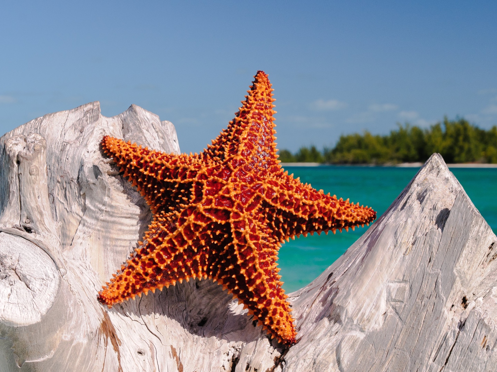 Удивительная морская звезда  