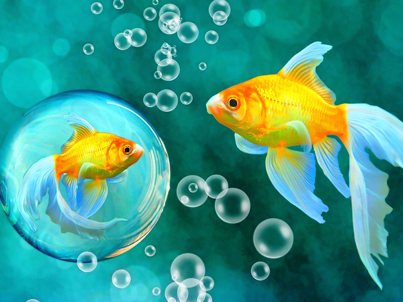 Красивые золотые рыбки под водой 