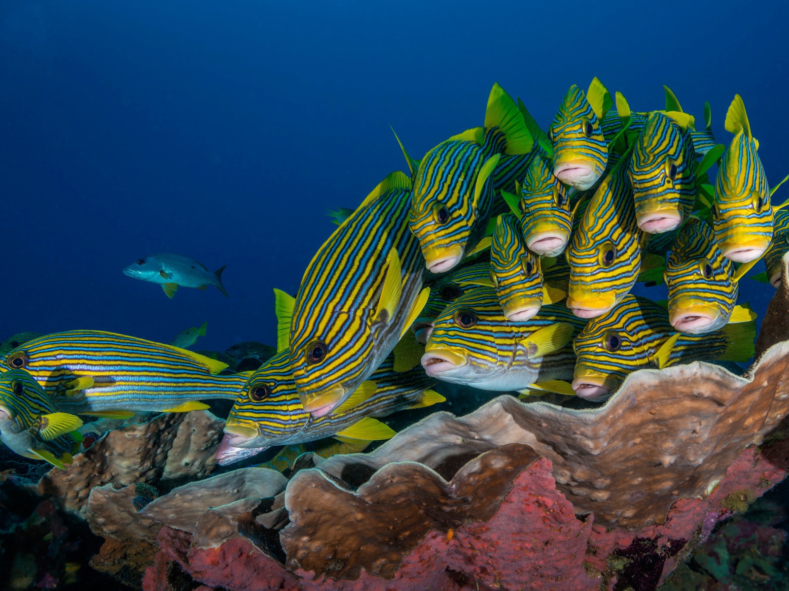 Косяк разноцветных рыб под водой