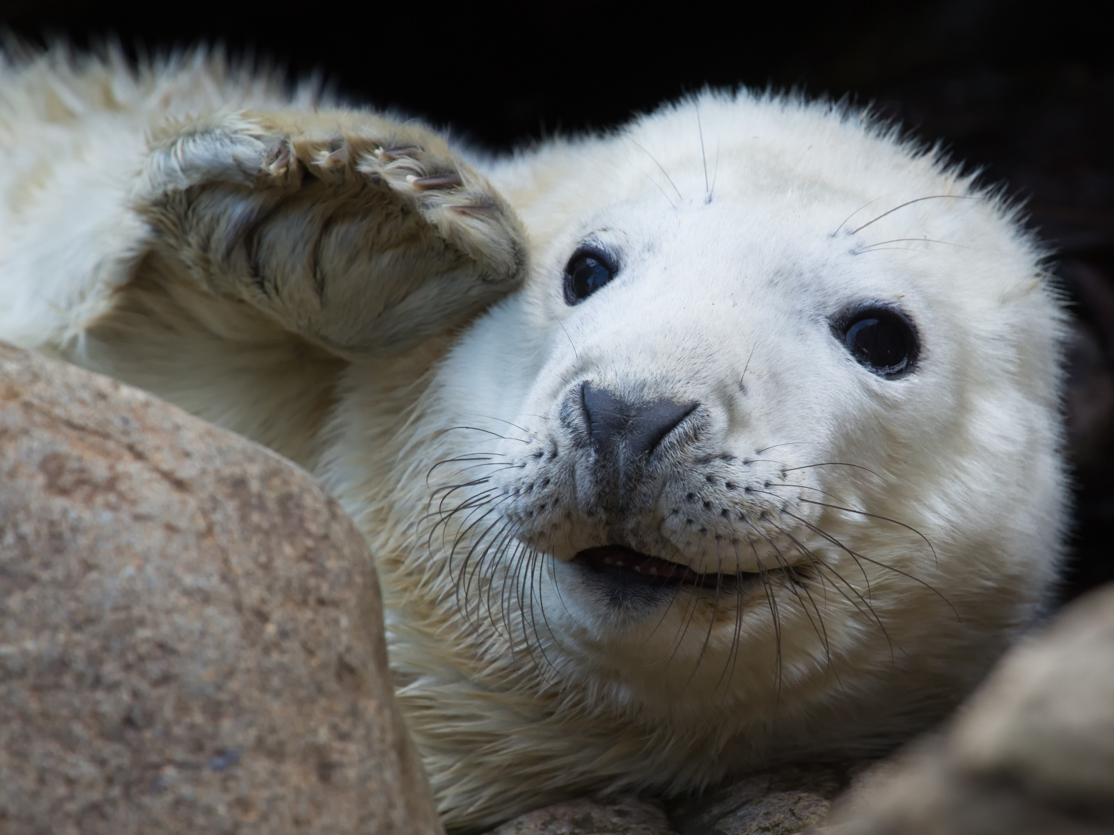 Забавная морда белой нерпы