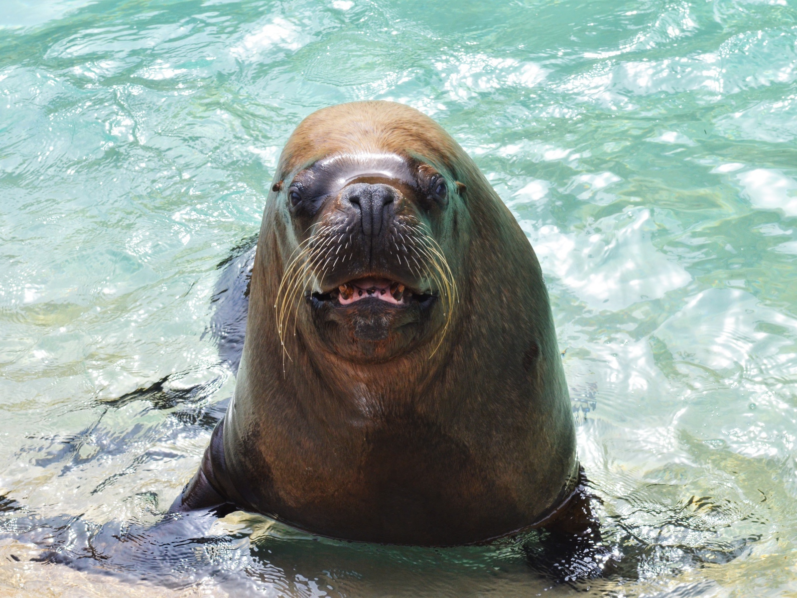 Веселый морской лев в воде 