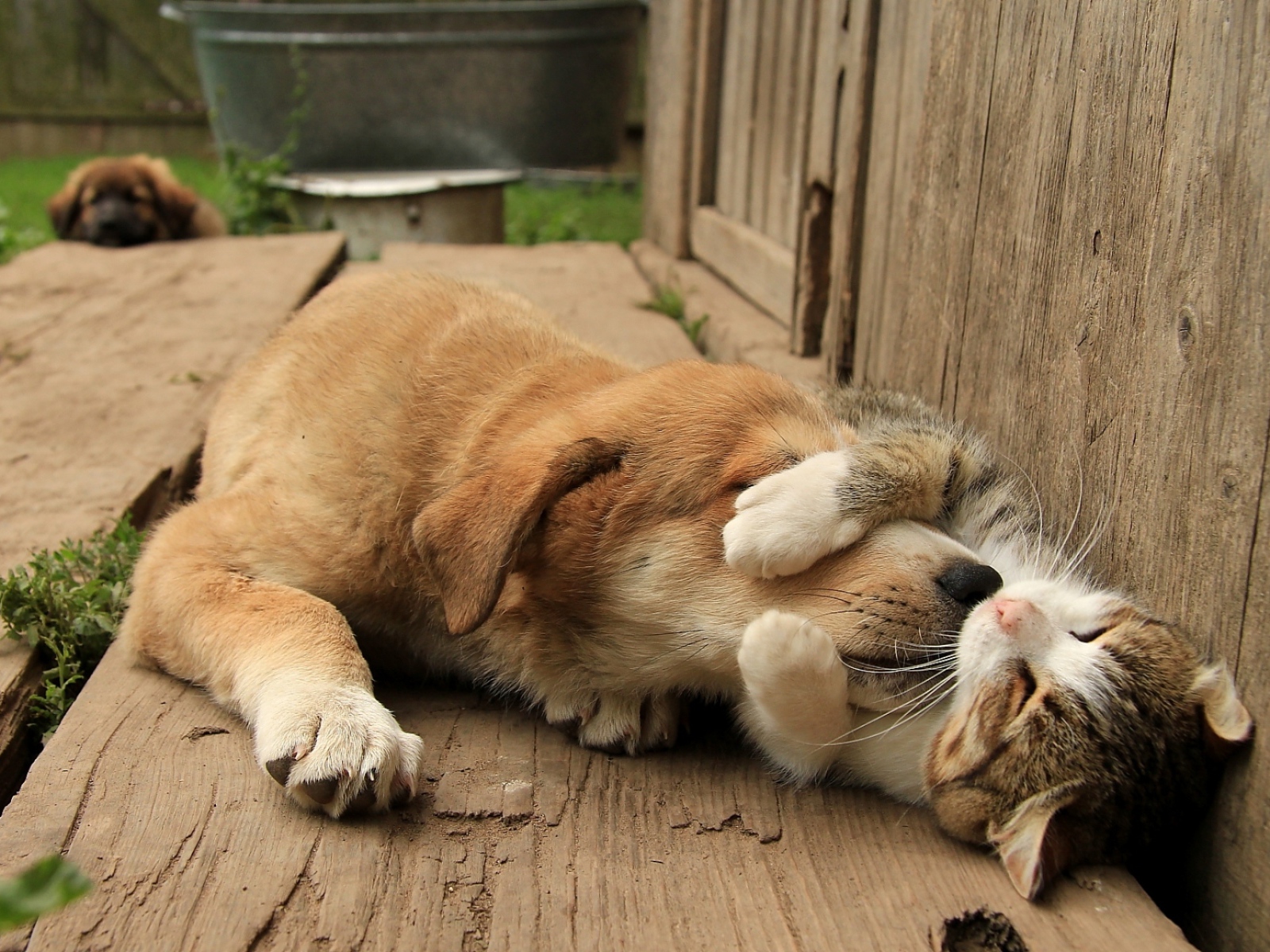 Спящий кот обнимает собаку за морду 