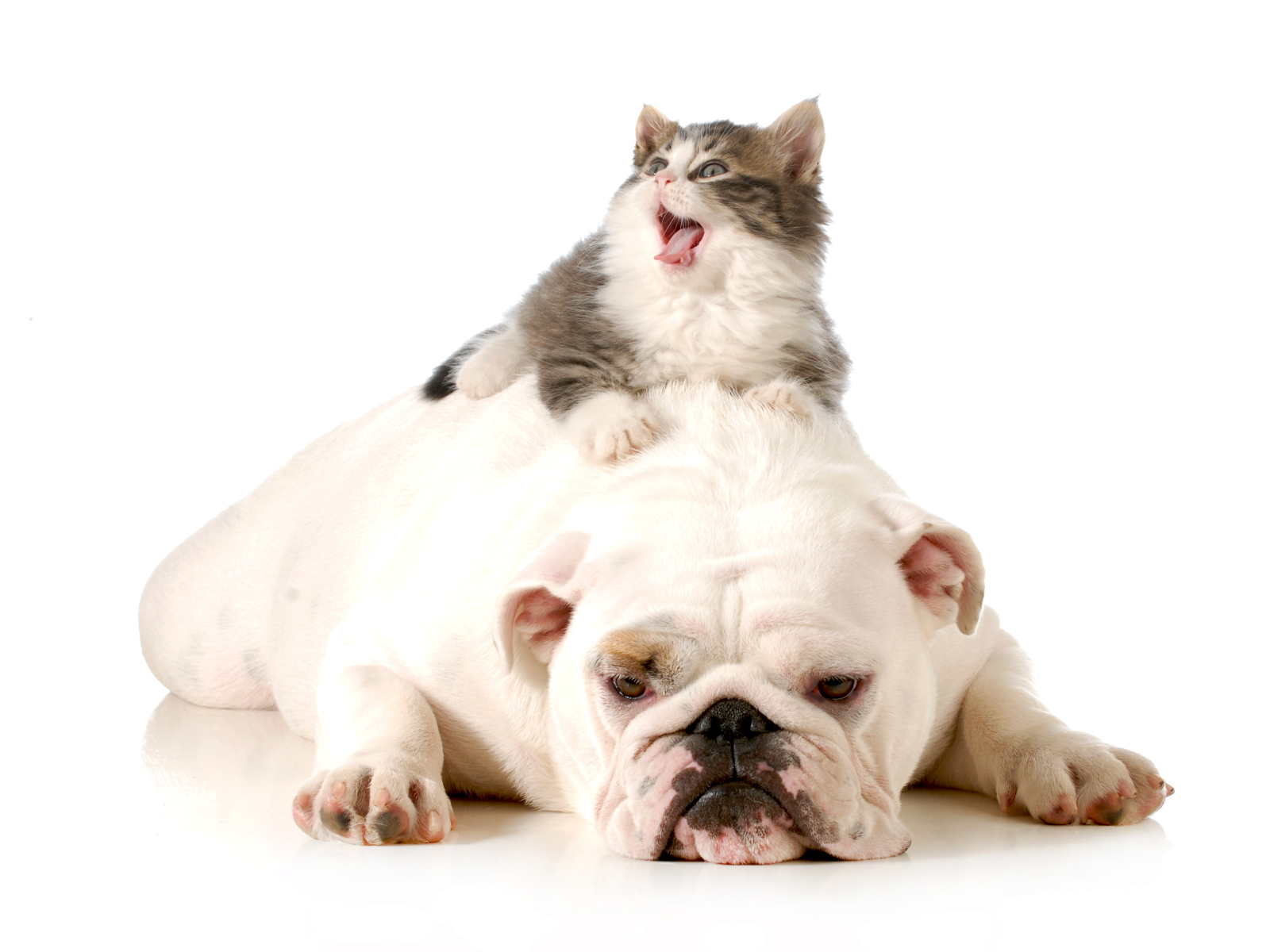 Маленький котенок лежит на грустном английском бульдоге