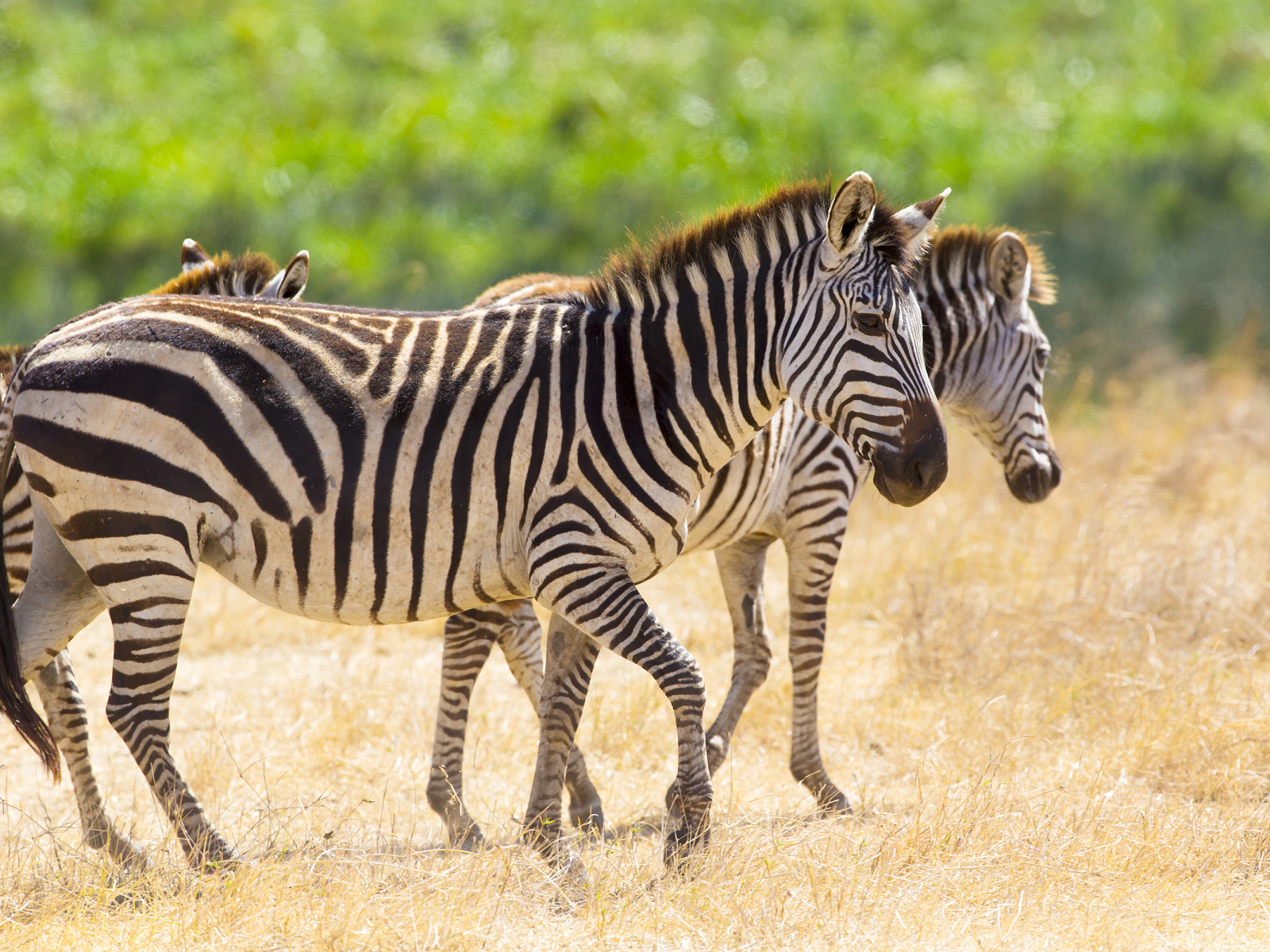 Полосатые зебры гуляют по сухой траве