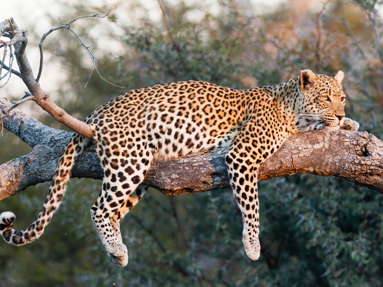 Большой леопард в лучах солнца лежит на ветке