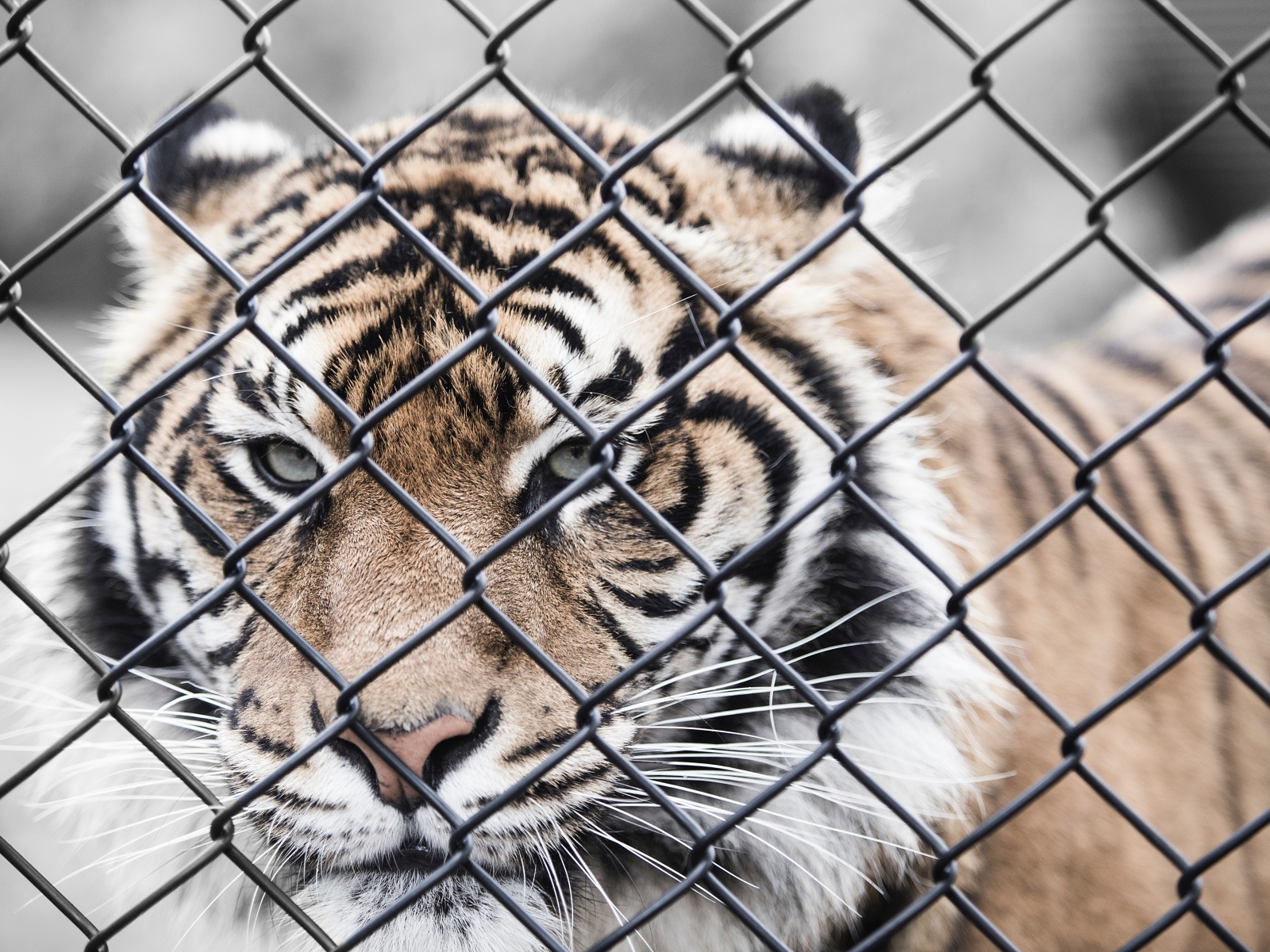 Большой полосатый тигр за железной сеткой