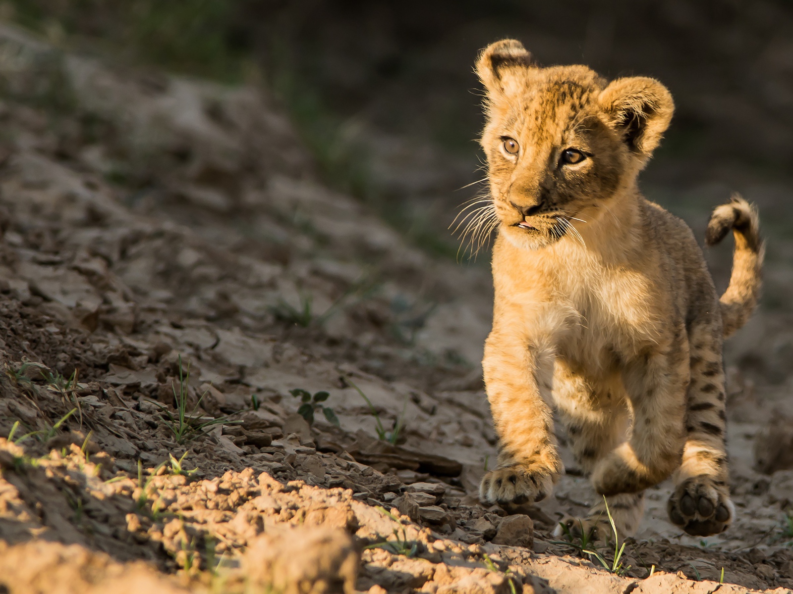Маленький львенок бежит по земле