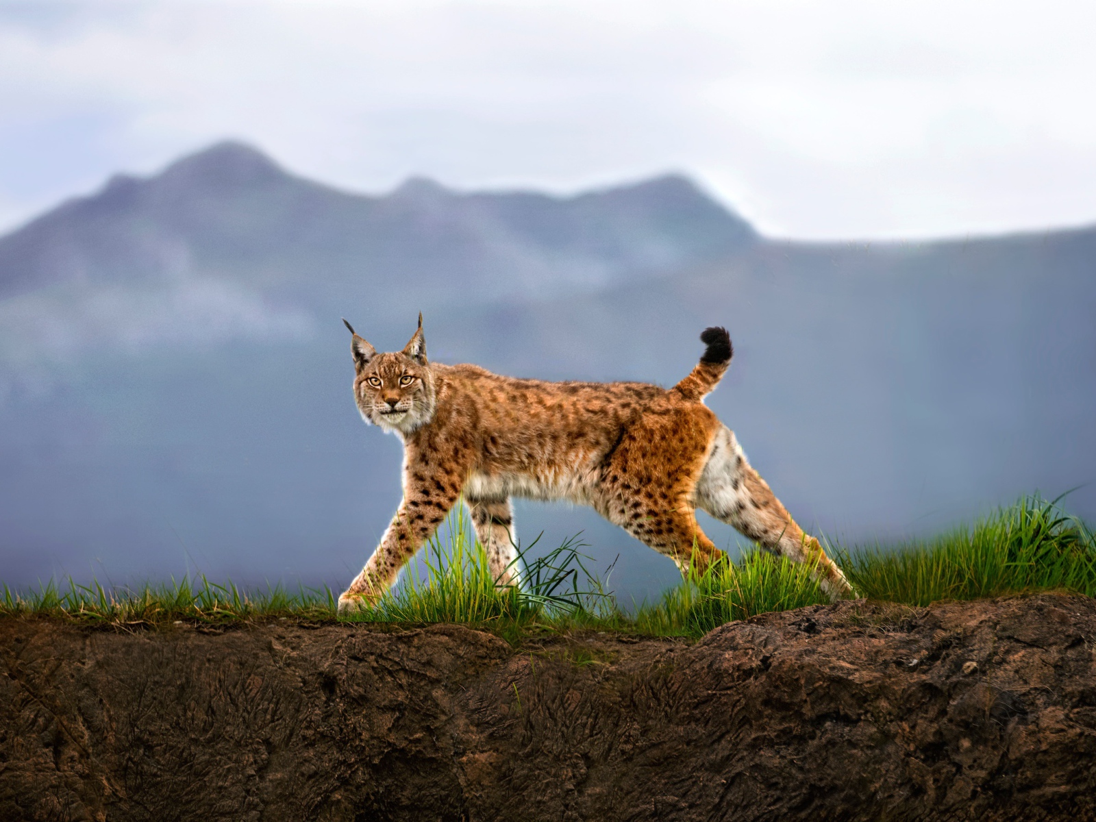 Взгляд грациозной рыси на фоне гор