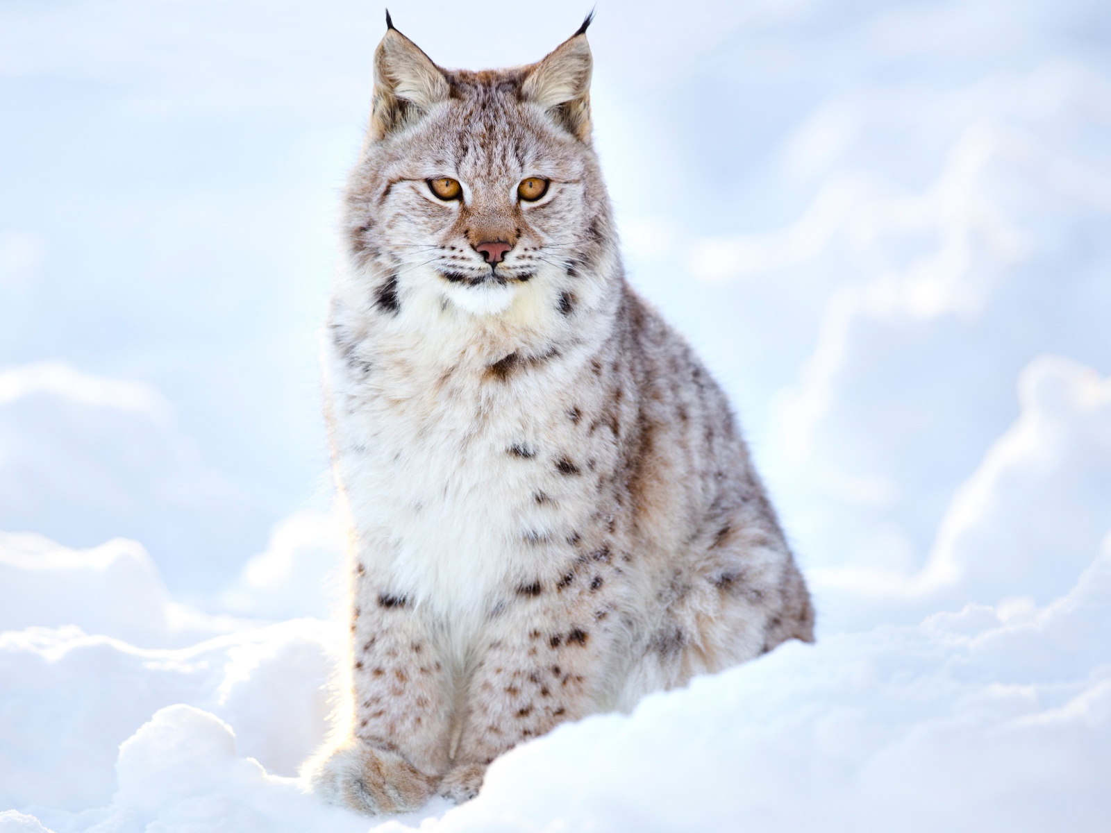 Большая красивая рысь сидит на снегу
