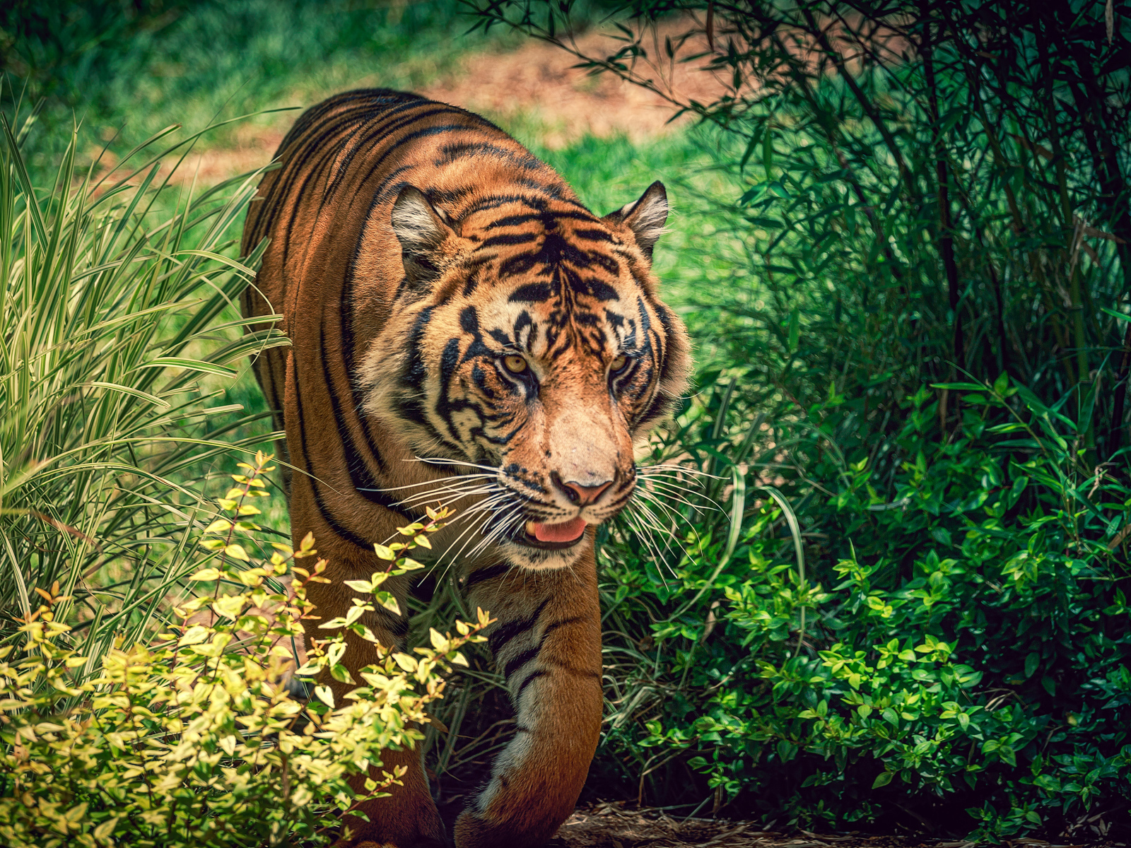 Большой красивый тигр идет по зеленой траве 