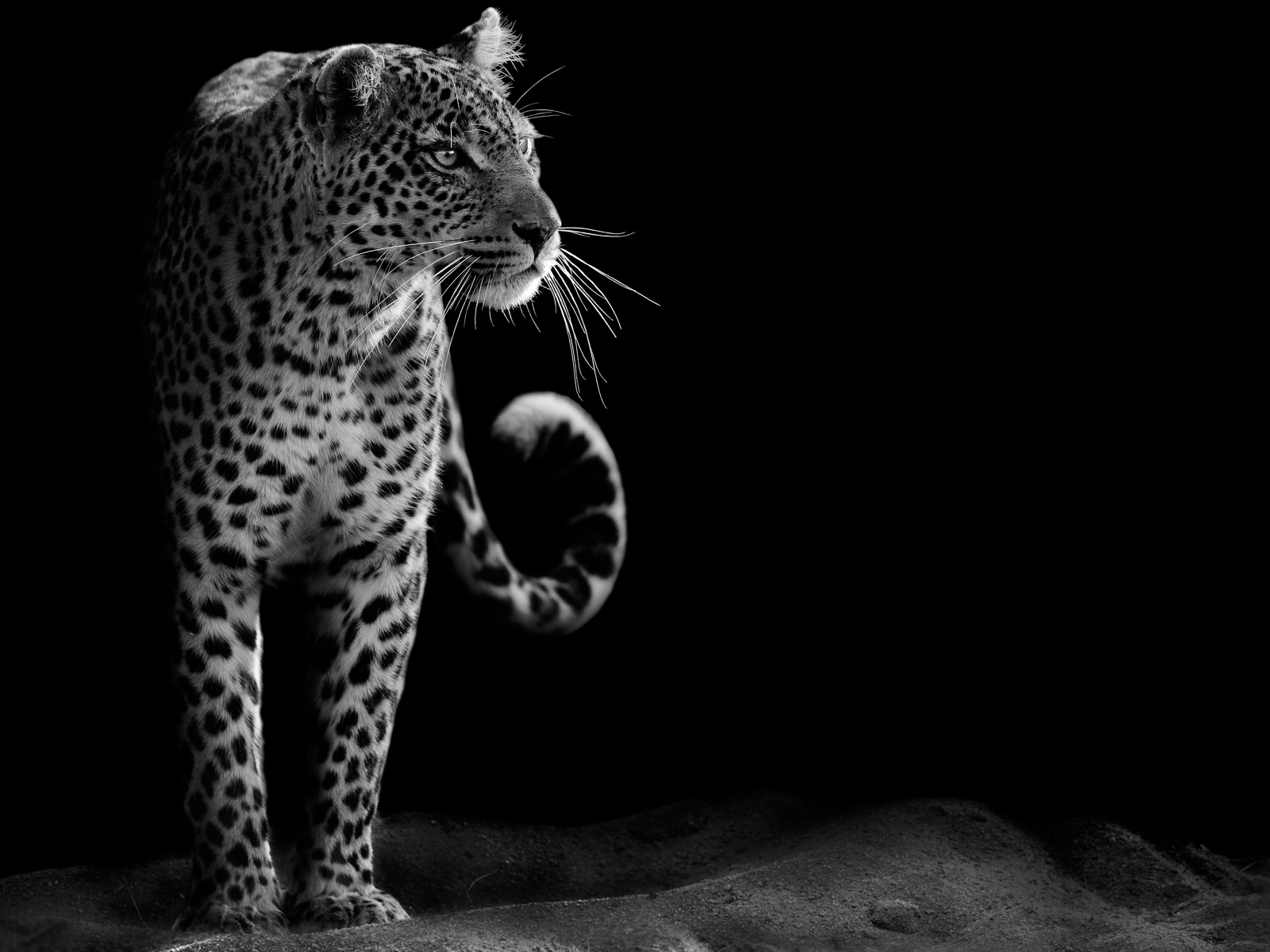 Большой леопард черно-белое фото