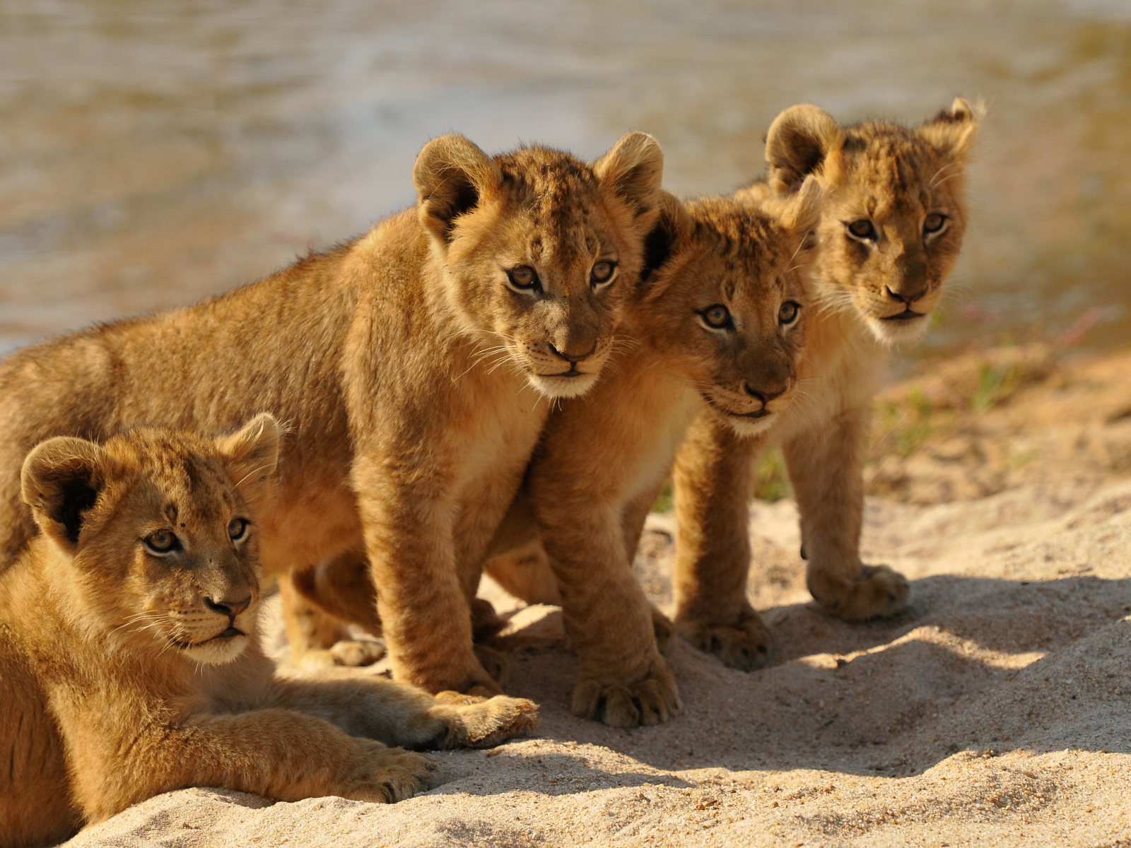 Четыре маленьких львенка стоят на песке