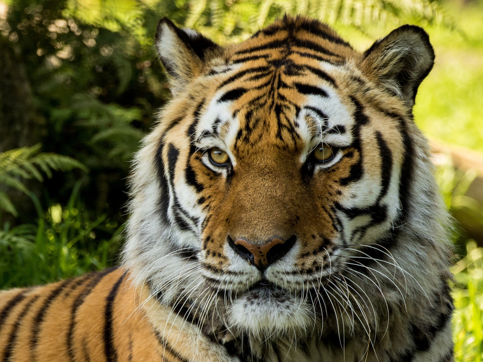 Большой сибирский тигр 