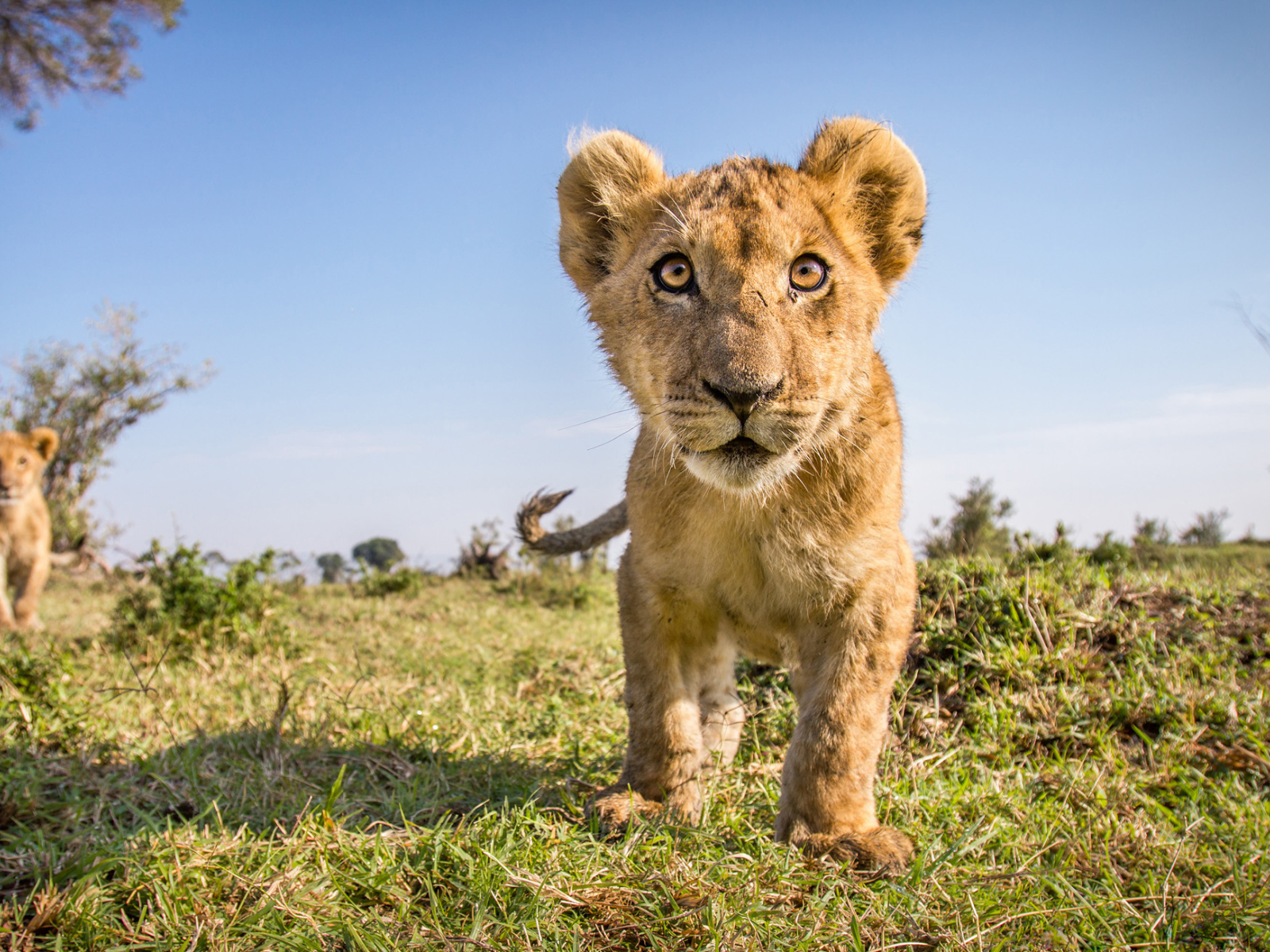 Заинтересованный взгляд маленького львенка 