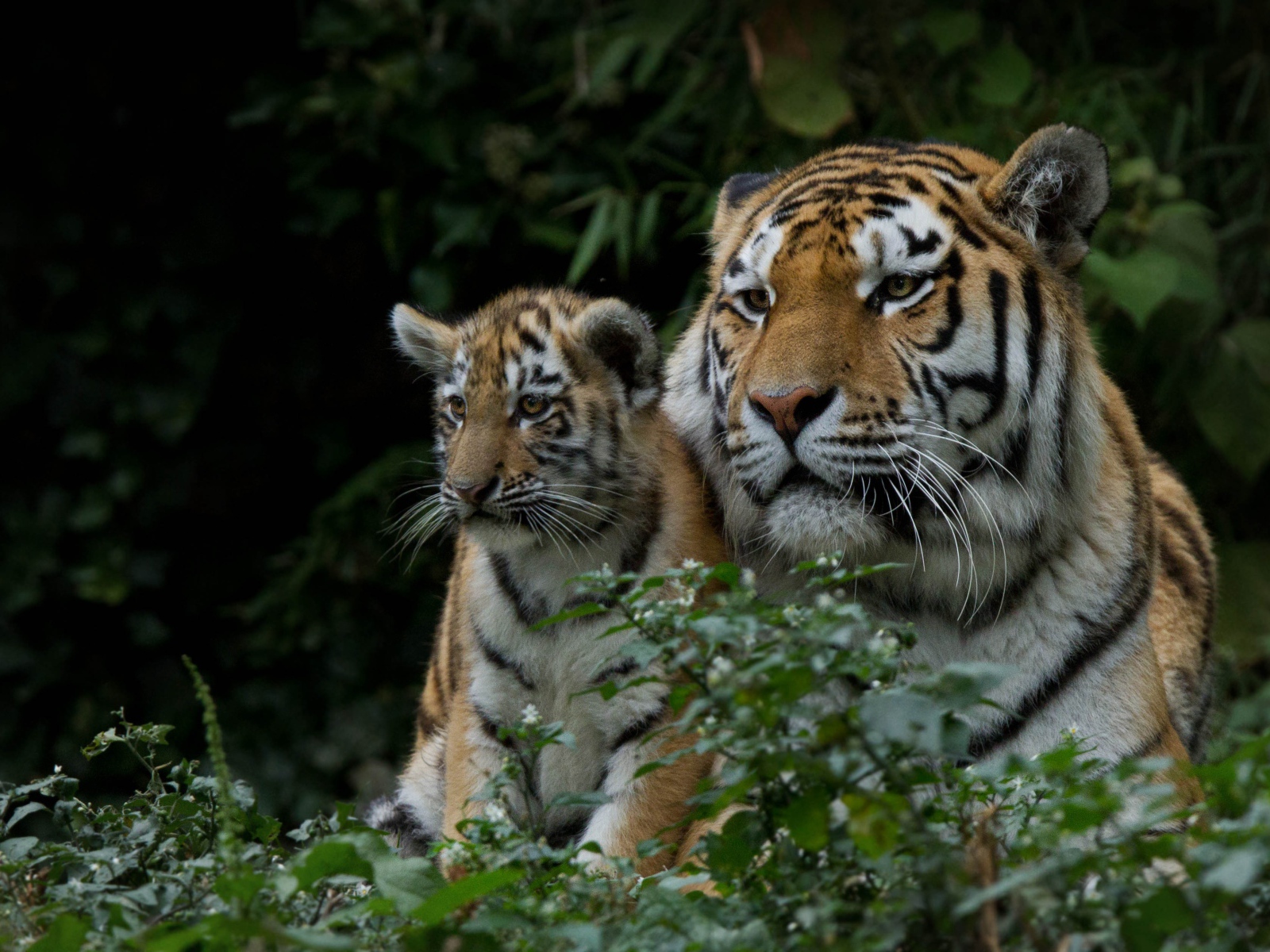 Большая тигрица с маленьким детенышем  