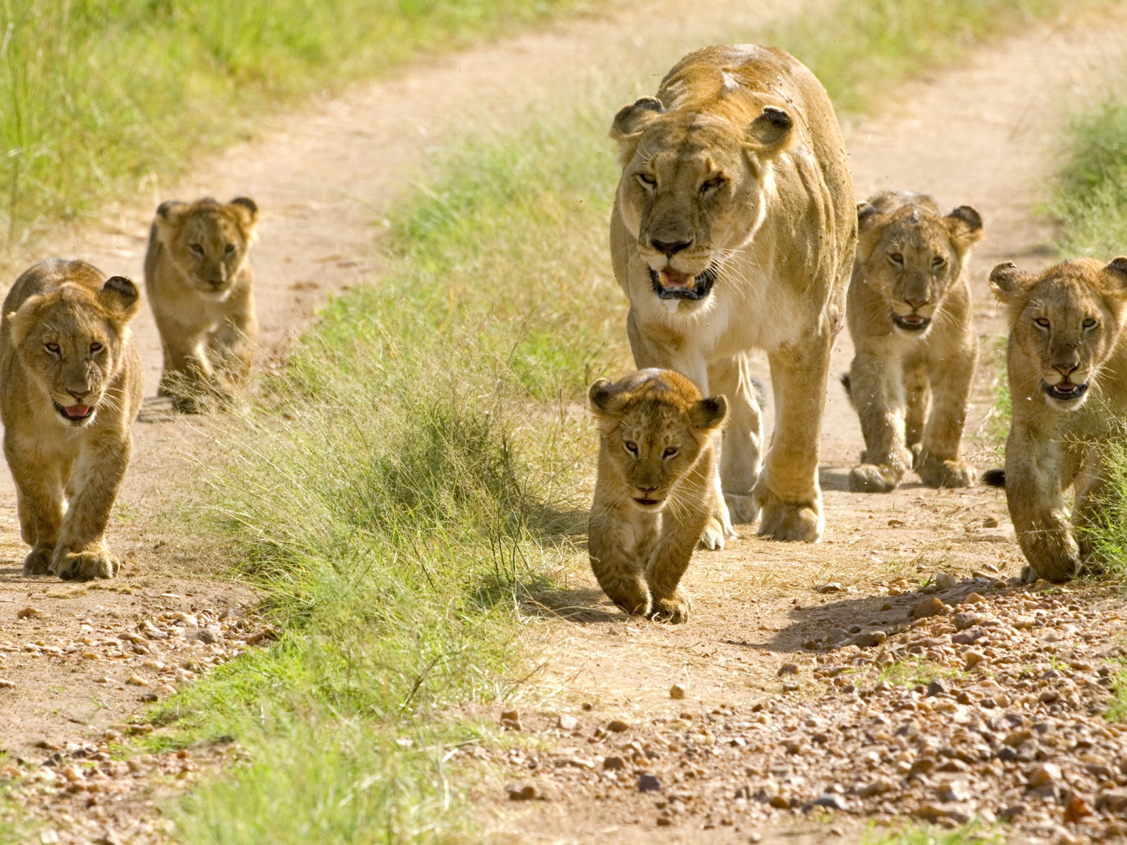 Львица и пять маленьких львят 